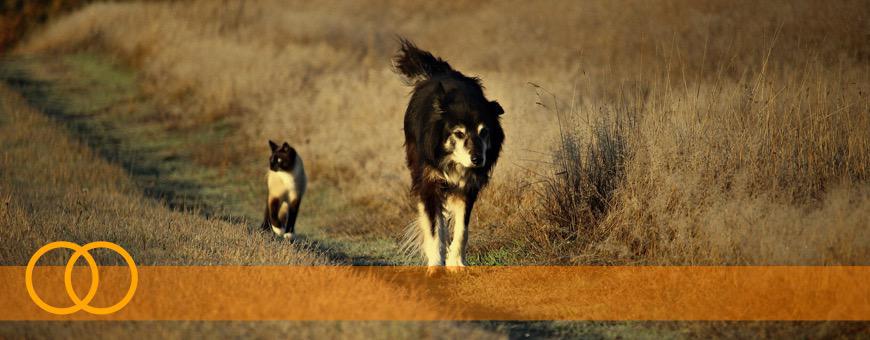 Cura degli Animali